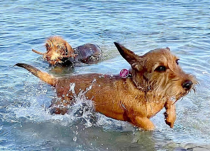 Obj. 20, 2-4 Personen, strandnah, Meerblick ,Hund ,Wlan