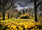 Rapsblüte im Mai