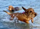 Hunde erlaubt