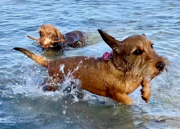 Hunde erlaubt
